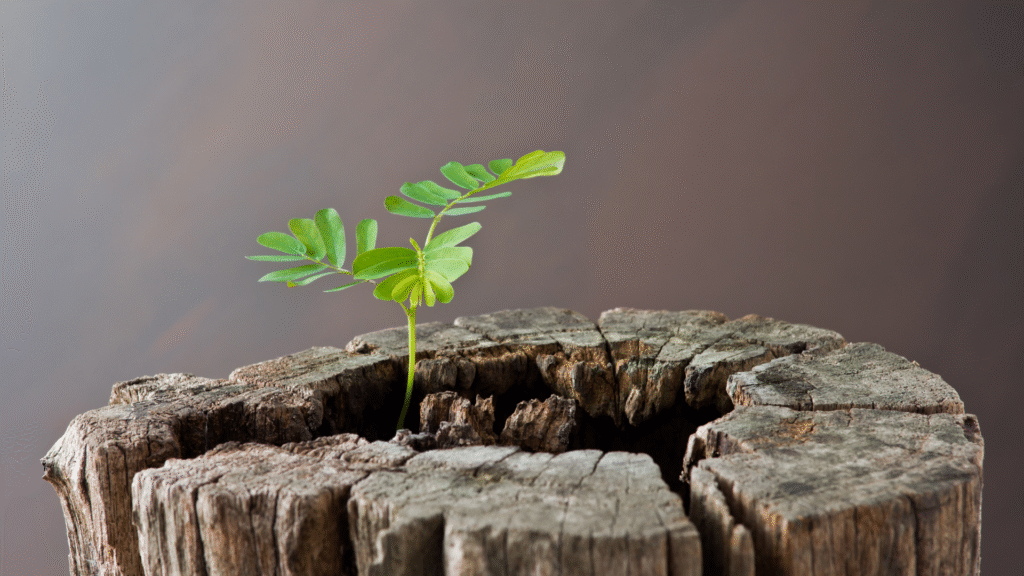 Como nasce uma startup dentro da Vitalis Invest.