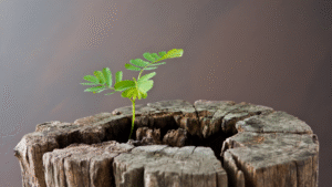 Como nasce uma startup dentro da Vitalis Invest.